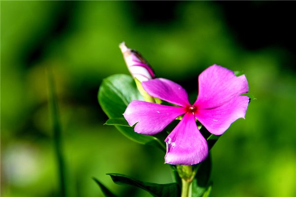 夏季给花浇水的浇水5个要点