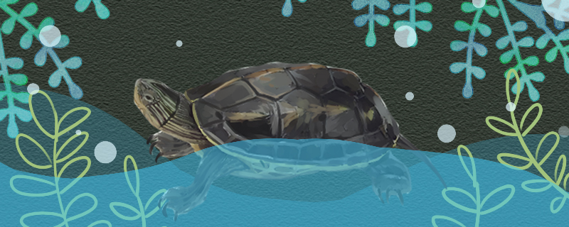 珍珠龟是陆龟仍是水龟，用多深的水养好