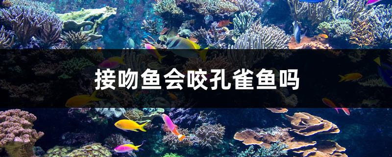 接吻鱼会咬孔雀鱼吗