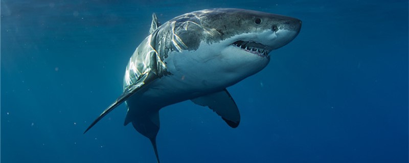 大白鲨能活多久，大白大算牛肉什么生肖多大算成年