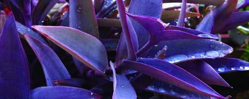 紫竹梅扦插后多久生根，用什么土