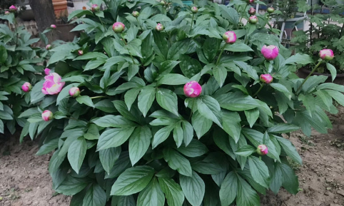 芍药花长什么样子是最新什么颜色2