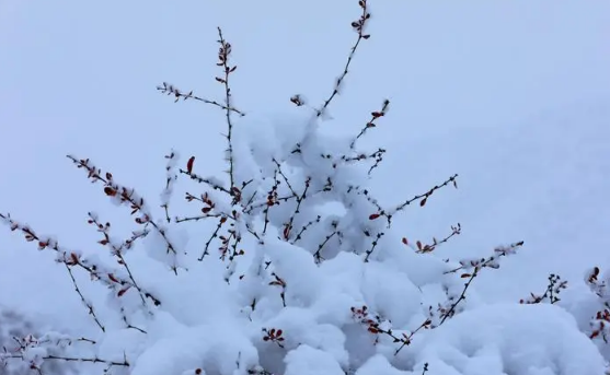 天宝片子甚么时分上映