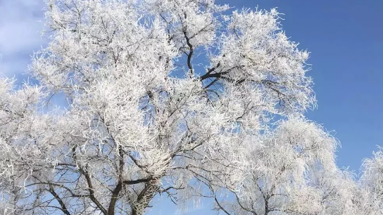 魔王华为高管是什么梗