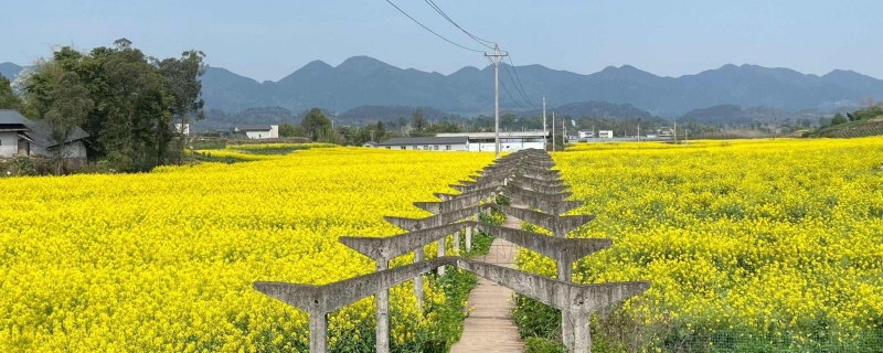 ​婺源篁岭一日游旅游攻略 婺源篁岭一日游怎么安排