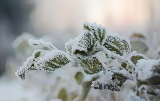 2023年吉林市雾凇冰雪节开幕时间是什么时候 吉林市雾凇冰雪节在哪里举办