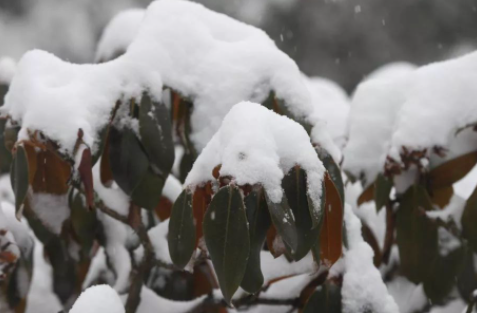 雪台风是什么意思 为什么会有雪台风