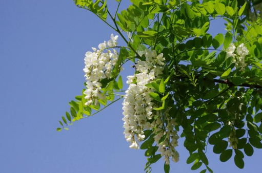 《悲愉礼聘》最新一期,选散残破版下浑正在线没有雅不雅旁没有雅不雅