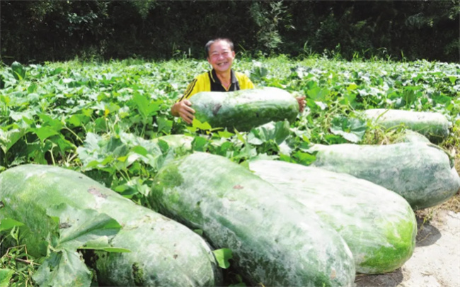 ​经常吃冬瓜有什么好处 冬瓜是补气还是泄气 