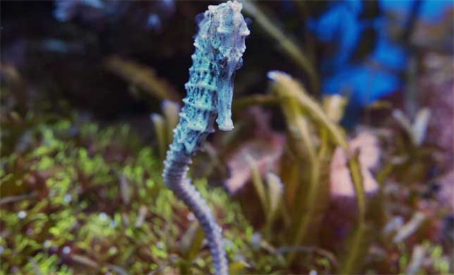 海马是海洋鱼类吗 海马是鱼还是哺乳动物