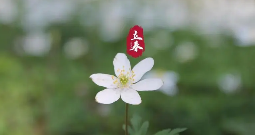 ​《最好的村降》电视剧