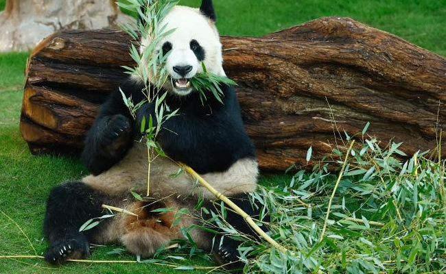 ​卡塔尔旅游局请中国游客看熊猫吗