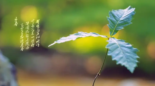 《八角亭谜雾》电视剧