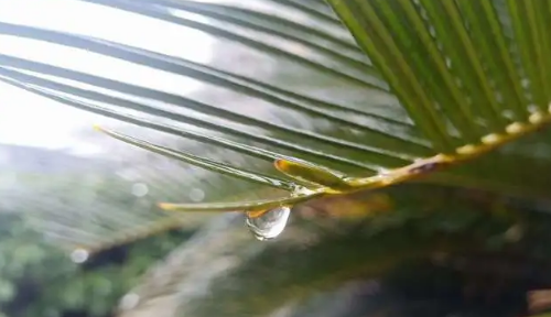 2024年6月云南多雨吗 云南6月份降雨量怎么样