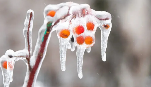 冻雨是啥天气 冻雨和雨夹雪有什么区别