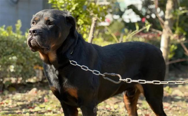 罗威纳犬是什么犬，罗威纳犬有哪些优势